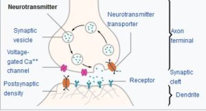 Neurotransmitters and receptors